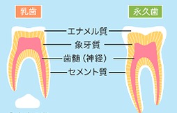 永久歯に生えかわる仕組みは？
